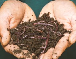 How to Start Composting at Home?