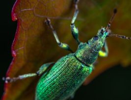 What Are Organic Solutions to Common Garden Pests?