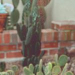 Drought-Resistant Garden - A cactus plant in a pot with a red brick wall