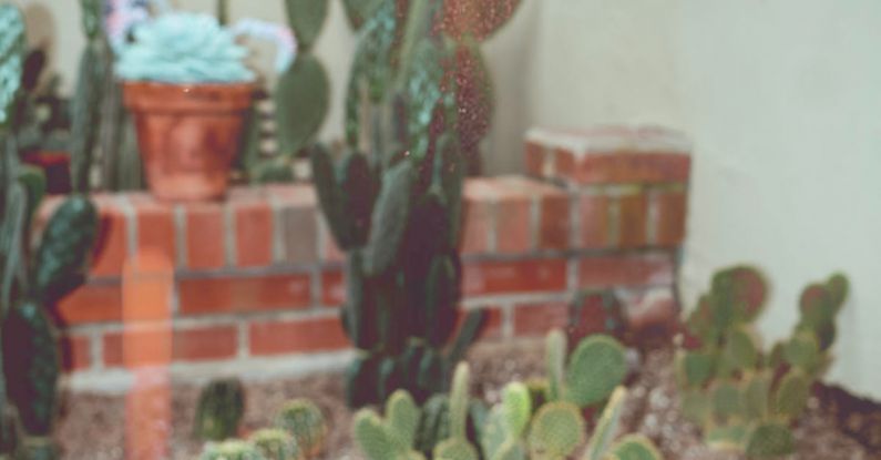 Drought-Resistant Garden - A cactus plant in a pot with a red brick wall