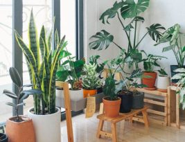 What Are the Best Houseplants for Clean Air?