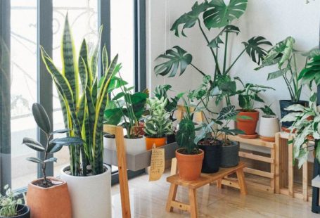 Houseplants - Potted Green Indoor Plants