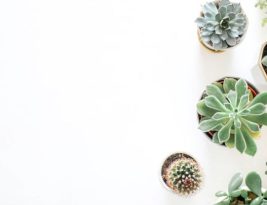 How Often Should You Water Succulents?