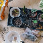 Propagate Plants - Green-leaved Plants
