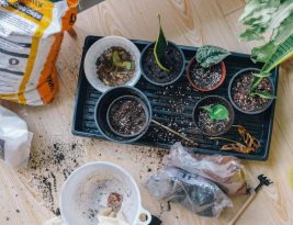 How to Propagate Plants from Cuttings?