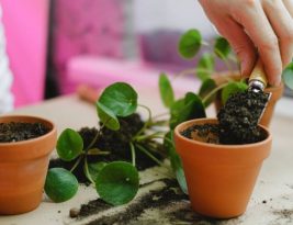 What Are Signs Your Plant Needs Repotting?