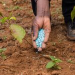 Fertilizer - Hand of Man Putting Fertilizer Pellets on Ground