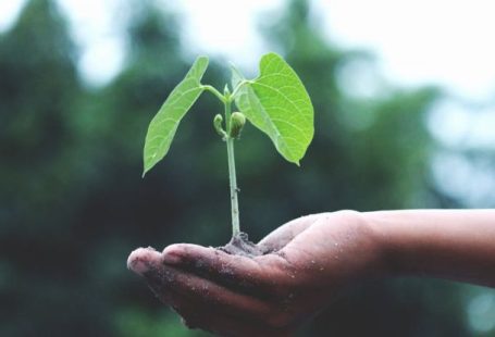 Plant Growth - Person Holding A Green Plant