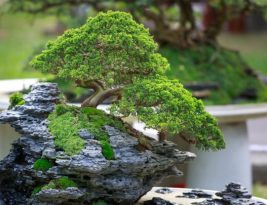 How to Correctly Prune a Bonsai Tree?