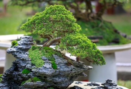 Bonsai Tree - Green Bonzai Tree on Table